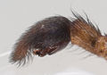 Pedipalpus, lateral