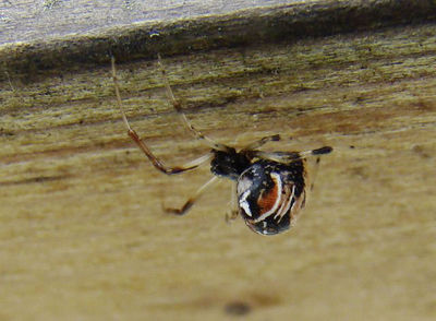 Achaearanea-lunata 11-06-2009 Geisweid-Schiessberg-web.jpg