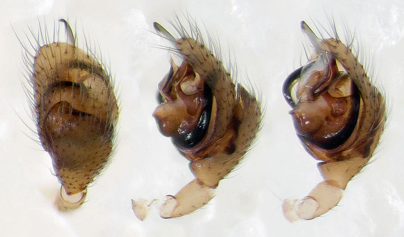 Datei:Diplocephalus-guidoi Alpen-Monesi 14-09 02-Ped.jpg