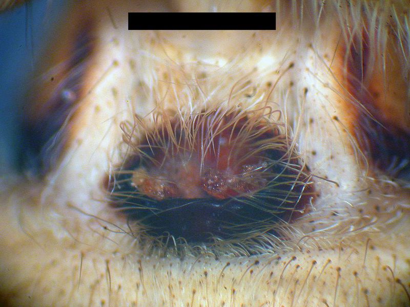 Datei:Epigyne agelena orientalis.jpg