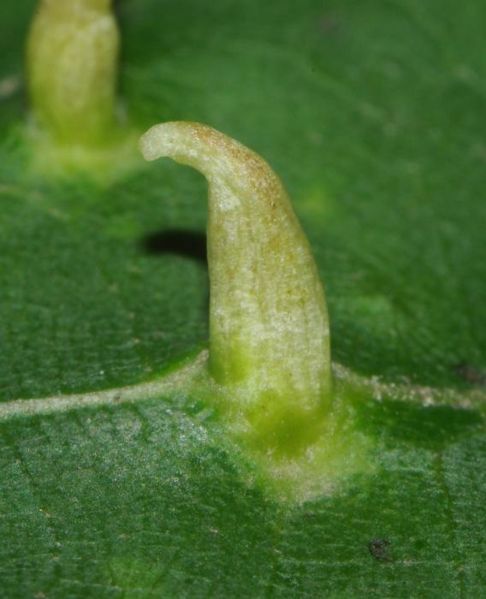 Datei:Eriophyes tiliae tomentosae2.JPG
