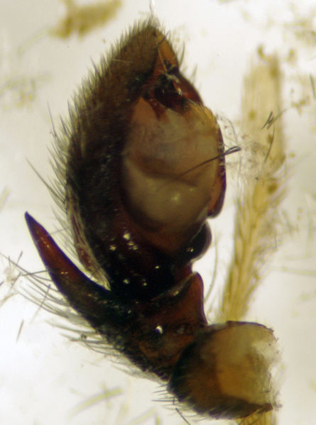 Datei:Gnaphosa microps pp1 Gausdal StAndersen.jpg