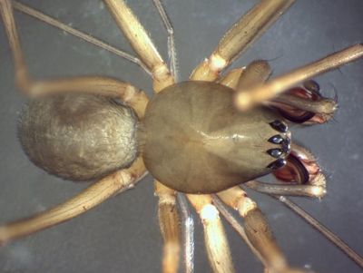 Kmp-6020 09-10-26 dorsal.jpg