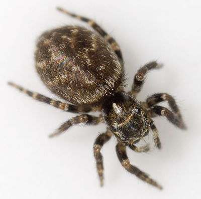 Pseudeuophrys-obsoleta Ungarn-Sas 09-05 01.jpg