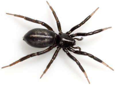 Pusillus cf Tiefurt 08-06 02.jpg