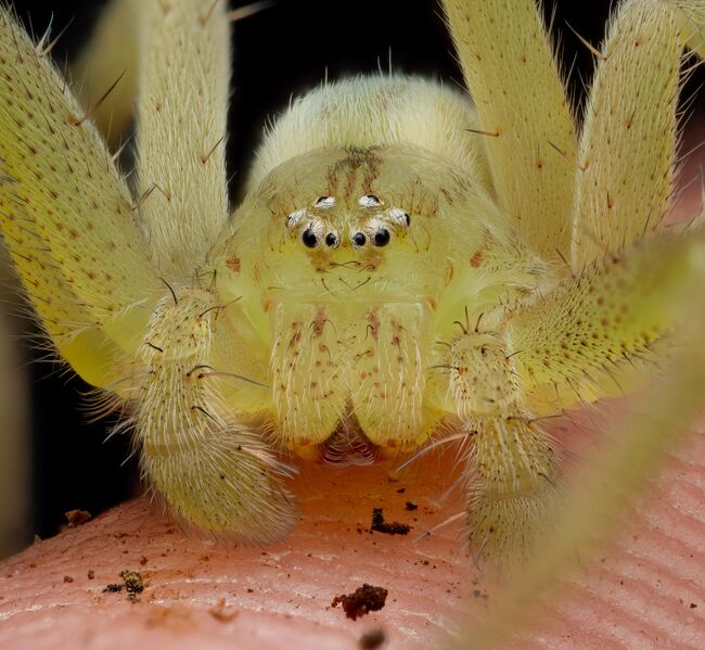 Datei:Virescens markus.jpg