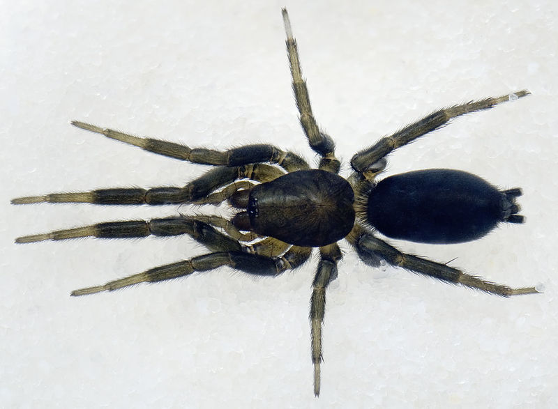 Datei:Zelotes-puritanus BergaWeida 14-04 01-female.jpg
