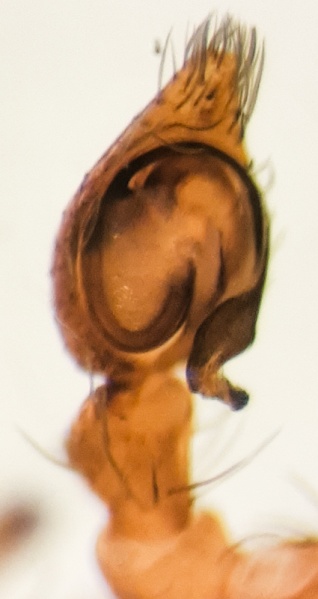 Datei:Brigittea vicina m palp proventral.jpg