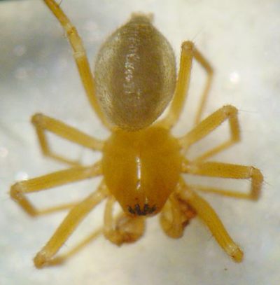 Centromerus prudens 6 1024 w dorsal AStaudt.jpg
