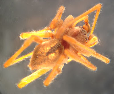 CheiracanthiumStriolatumHabitus.jpg