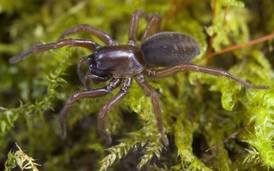 Coelotes-terrestris Paulinzella-5332 10-08 01.jpg