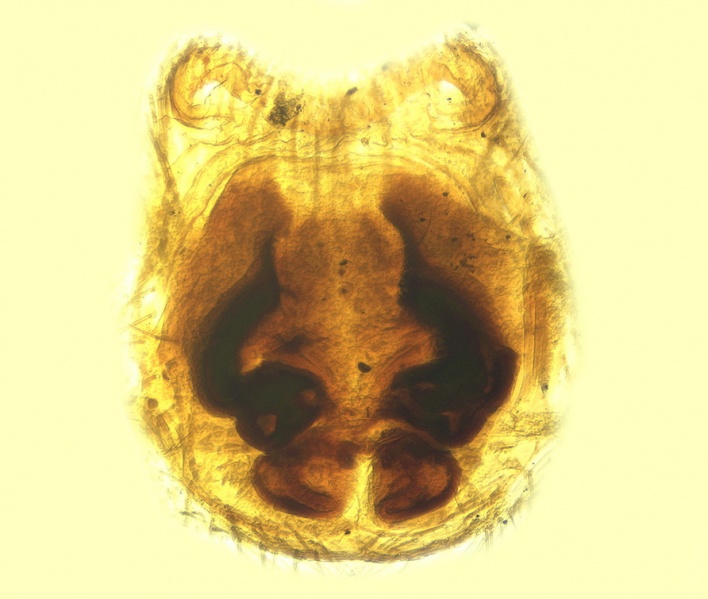 Datei:Haplodrassus dentifer Vulva 20180803144901-72896b29-me.jpg