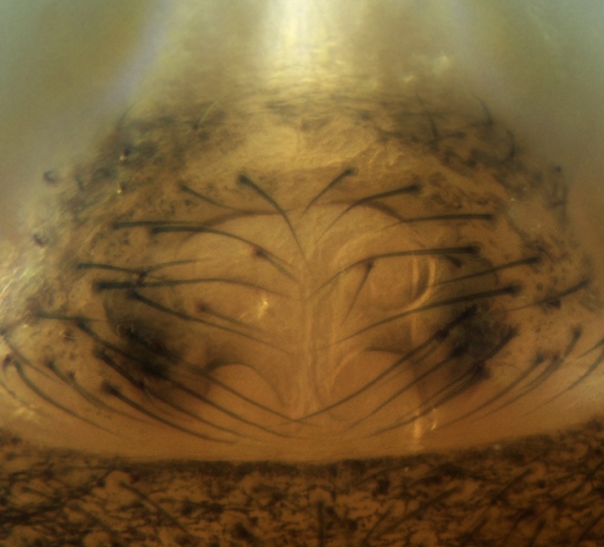 Datei:Monocephalus fuscipes Epigyne 20181018112825-d13cf1c8.jpg