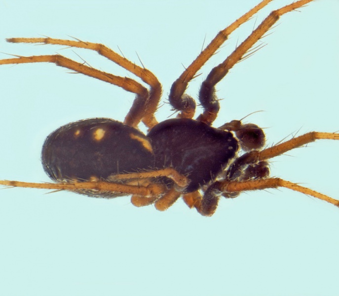 Datei:Singa neta 20150916155225-d2e54c74-me DxO.jpg