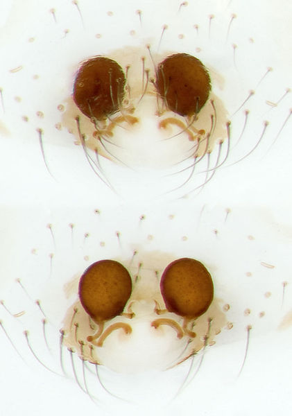 Datei:Theridion-betteni Rhoen-Bischofsheim 14-06 01-Epig-Vulva.jpg