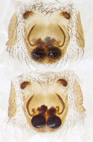 Datei:Zelotes-subterraneus Belvedere-5034 15-12 02-epig-vulva.jpg