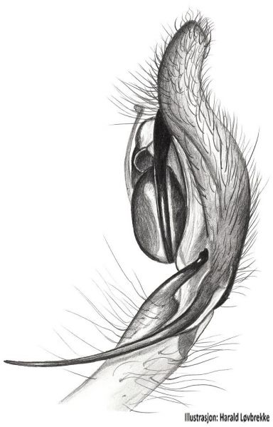 Datei:Cheiracanthium oncognathum palp HLovbrekke.jpg