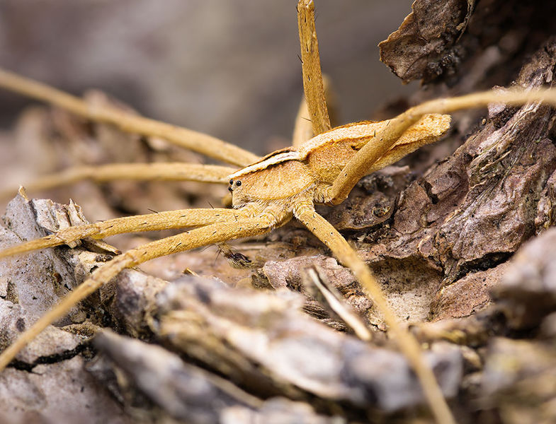 Datei:Cladycnis-insignis Teneriffa-Caldera 16-01 06 male.jpg