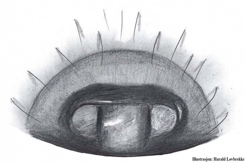 Datei:Enoplognatha thoracica epigyn HLovbrekke.jpg