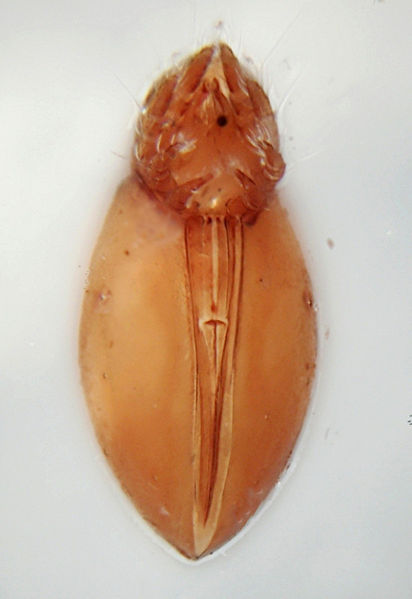 Datei:Entomotritia piffli A3473b.jpg