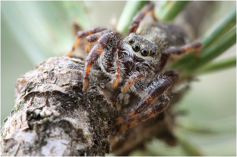 Datei:Hastatus schäfer2.jpg