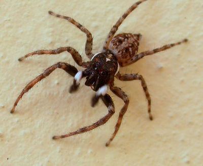 Menemerus semilimbatus male 56409.jpg