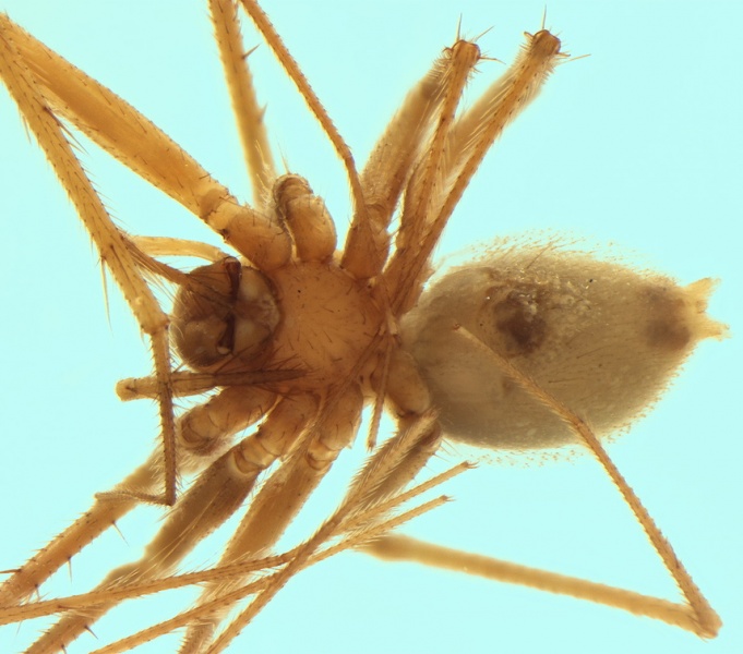 Datei:Troglohyphantes cantabricus female 20180107190446-934b1c85-me.jpg