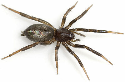 Villicus Hufeisen 08-08 03.jpg