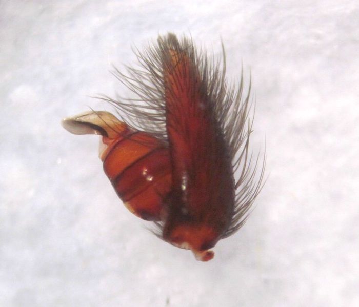 Datei:Comp IMG 0439.jpg