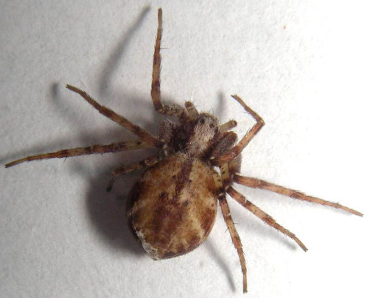 Datei:Philodromus cespitum f.jpg