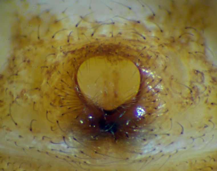 Datei:Xysticus obscurus epigyne finnmark-2011.jpg