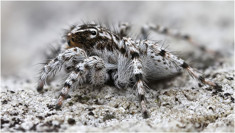 Datei:Aelurillus balearus Male lateral2 Schaefer.jpg