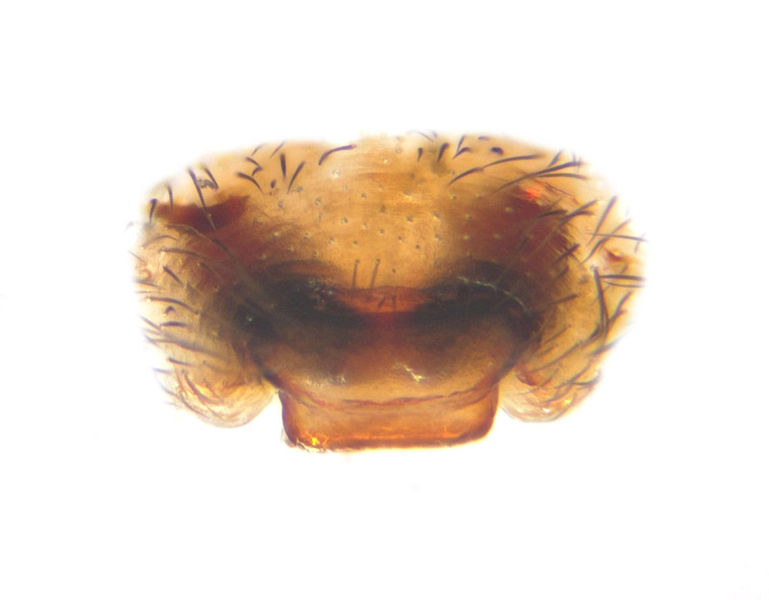 Datei:Amaurobius erberi female A5604 PM3751.jpg