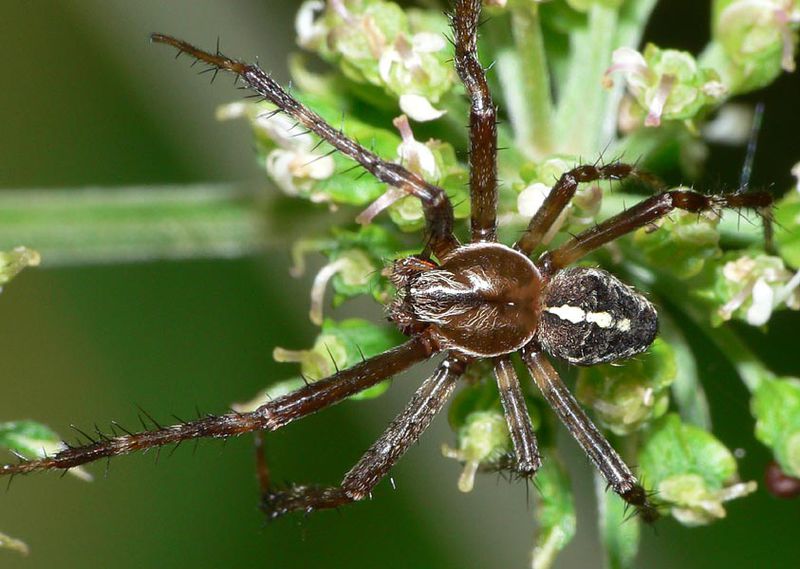 Datei:Araneus diadematus 4 1024.jpg