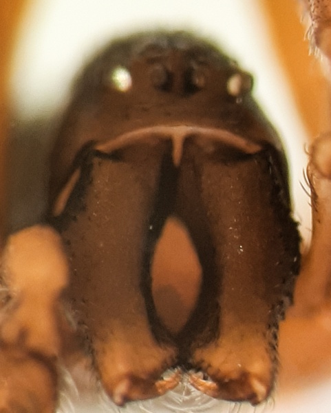 Datei:Brigittea vicina m frontal.jpg