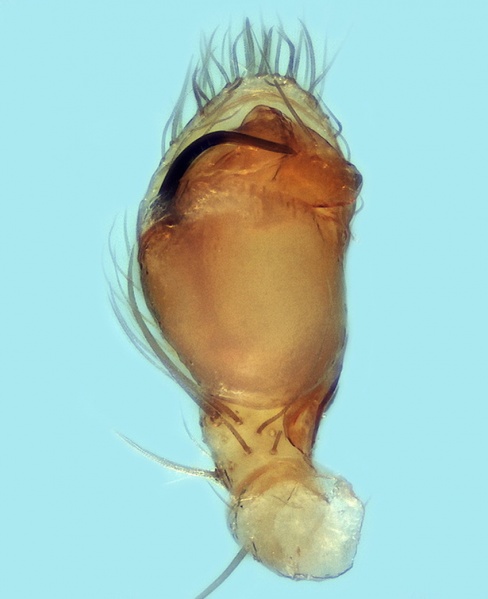 Datei:Dirksia pyrenaea male Palpus 20160522224352-d78bde84-me.jpg