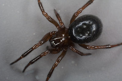 E thoracica 7-6071.jpg