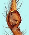 Palpus ventral