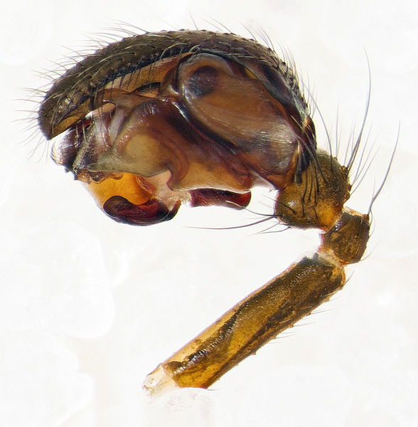 Datei:Neriene-furtiva SchoenowerHeide 15-05 02-palp.jpg