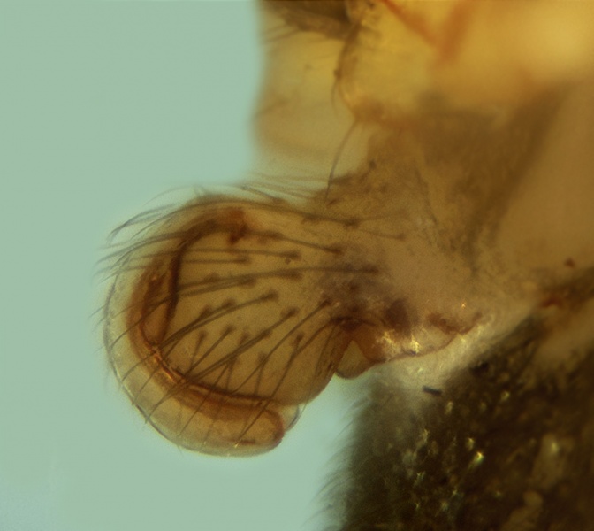 Datei:Palliduphantes stygius Eipyne lateral 20171218203258-e57f730d.jpg