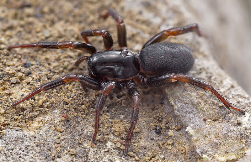 Datei:Selamia-reticulata MontVerges 15-11 01-female.jpg