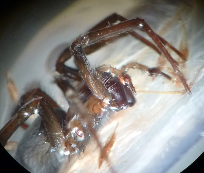 Datei:WasserspinneMann 1.JPG