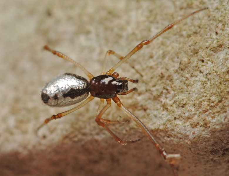 Datei:Argyrodes argyrodes female PK2422.JPG