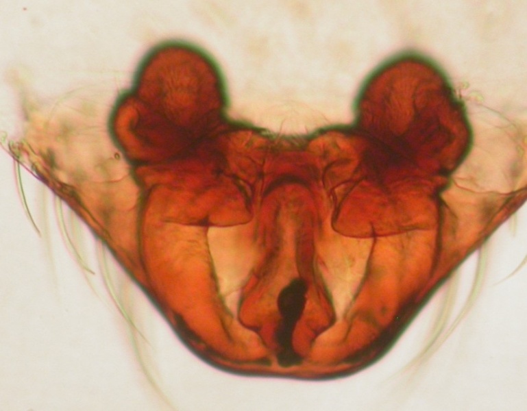 Datei:Asthenargus paganus vulva 11.127 ArneFjellberg.jpg