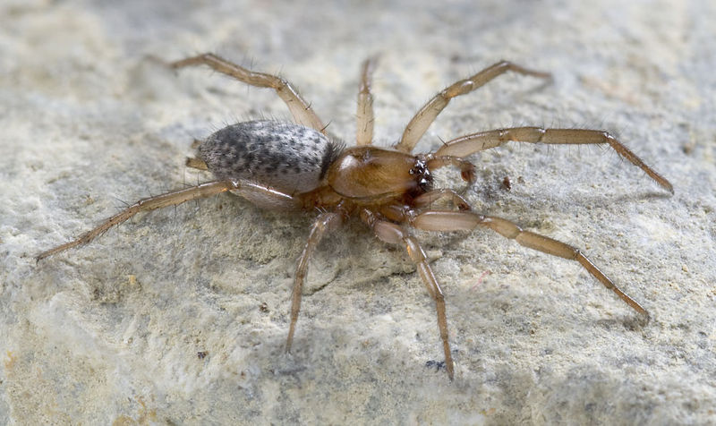 Datei:Gnaphosa-alacris Marseille 13-09 01.jpg