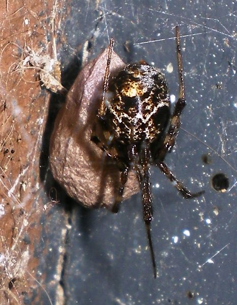 Datei:Parasteatoda tepidadorum FTdG 1.jpg