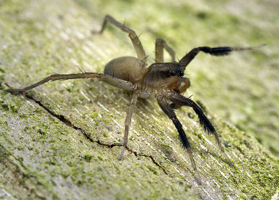 Trabea-paradoxa GR-Pantokrator 10-05 05.jpg