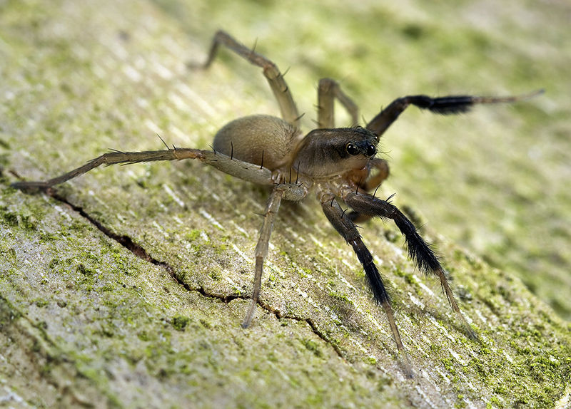 Datei:Trabea-paradoxa GR-Pantokrator 10-05 05.jpg