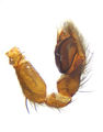 Pedipalpus lateral