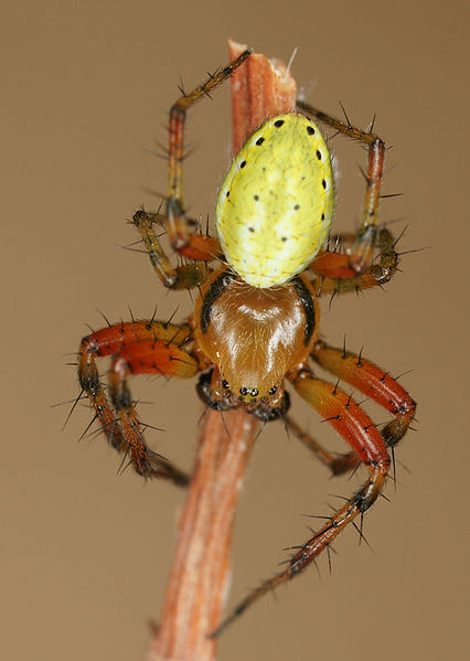 Datei:Araniella cucurbitina M 8-04026.jpg